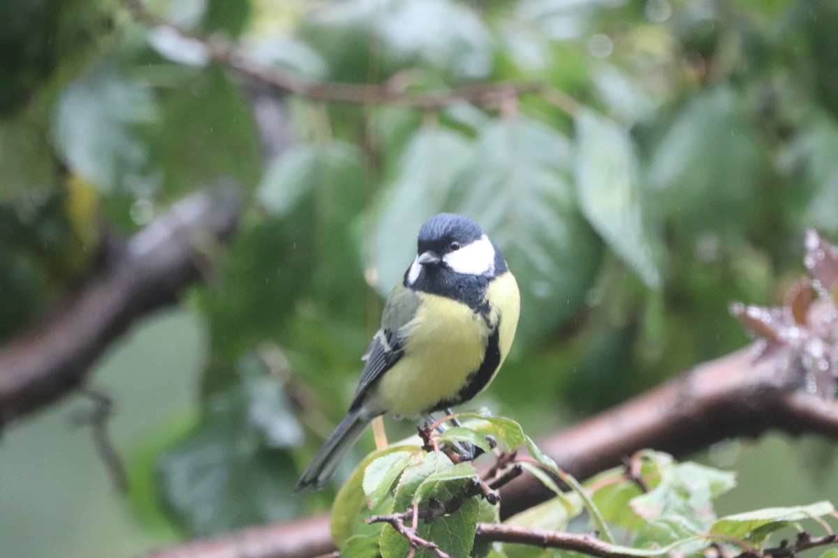 Great Tit - ML642853676