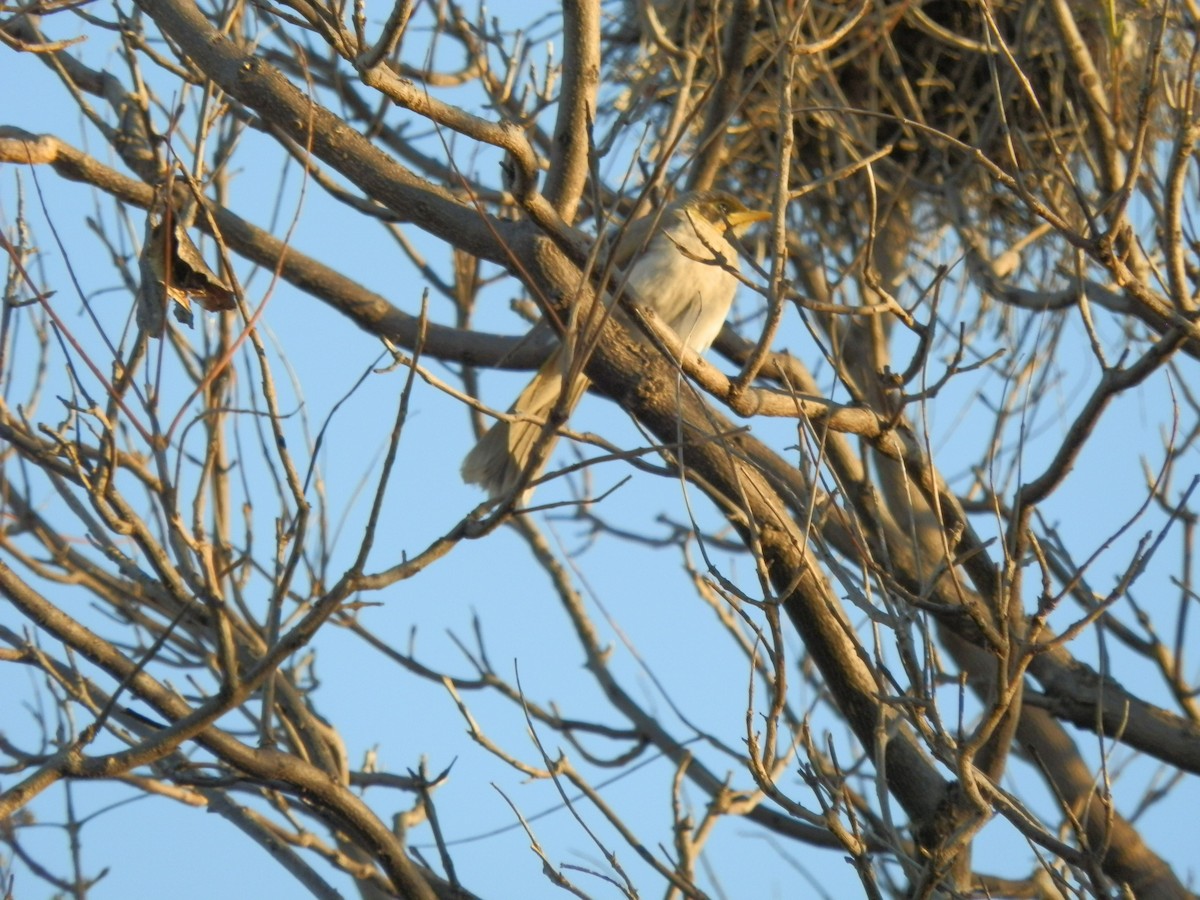 Little Friarbird - ML642853678