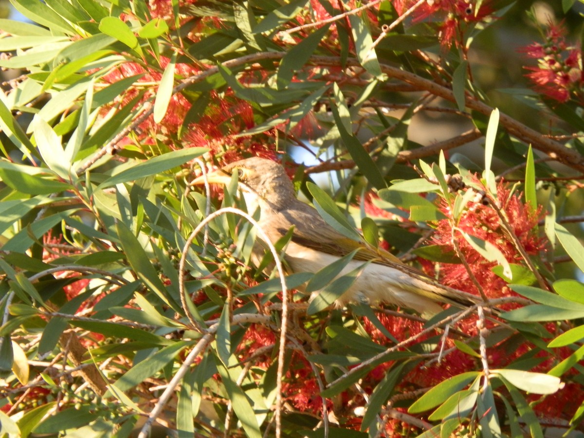 Little Friarbird - ML642853680