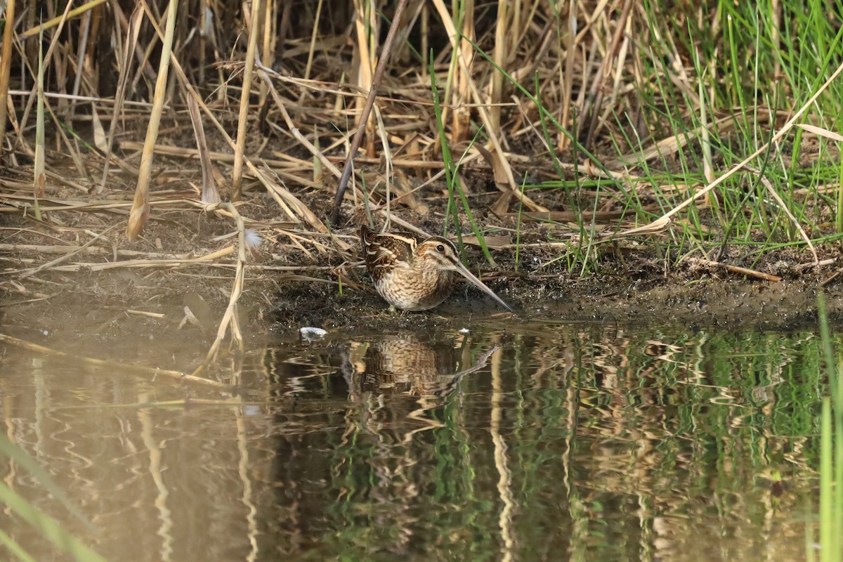 Common Snipe - ML642853682