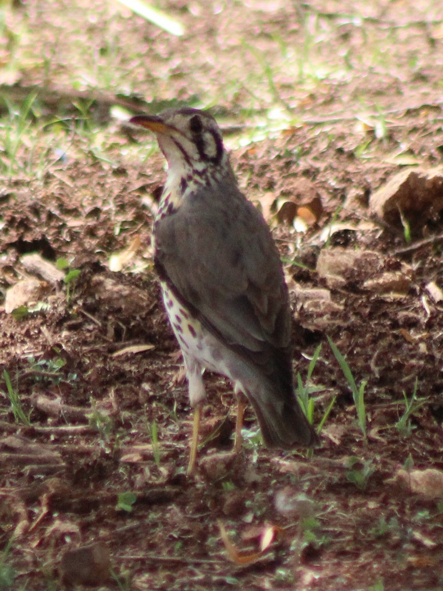 Groundscraper Thrush - ML642853683