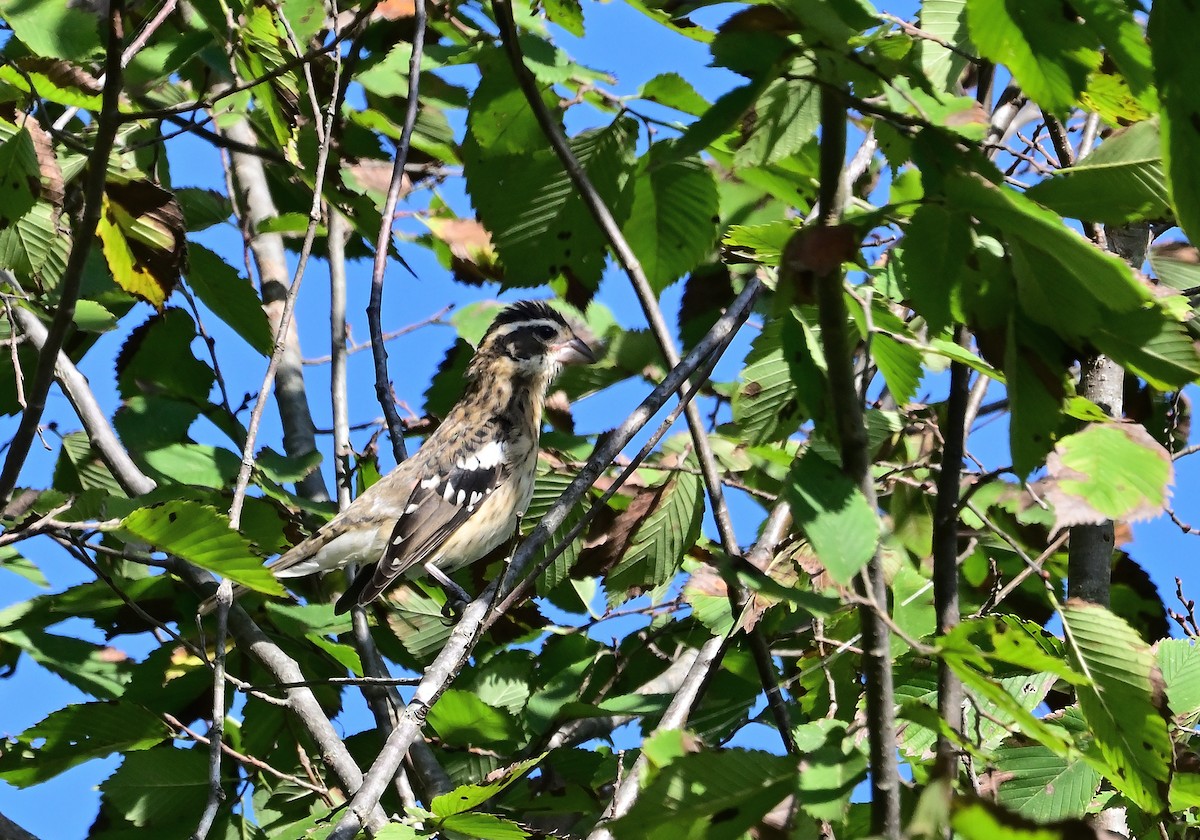 rosenbrysttykknebb - ML642853686