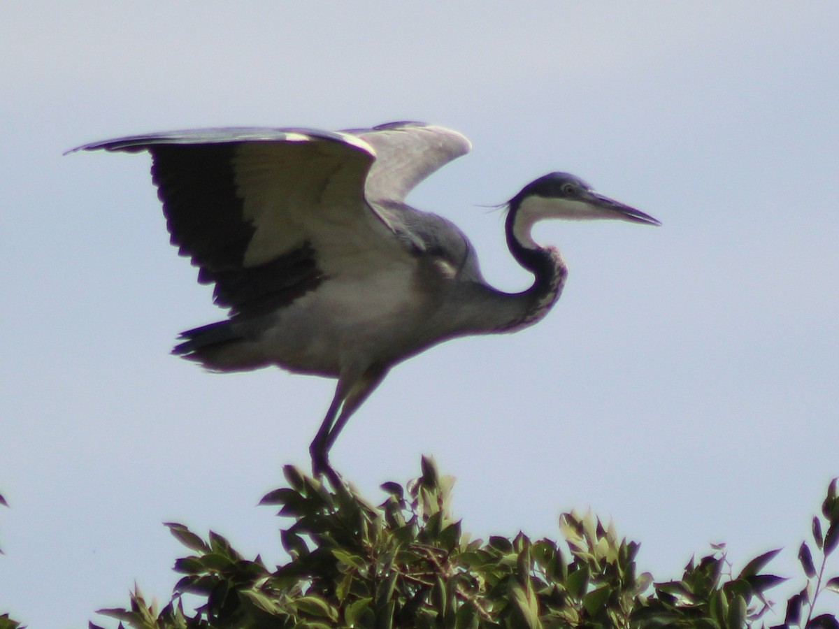Black-headed Heron - ML642853690