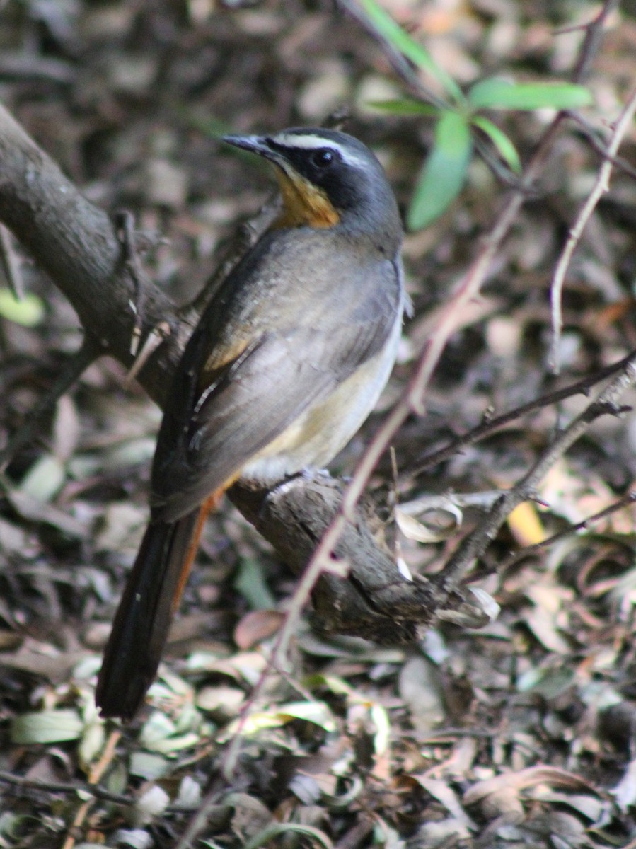 Cape Robin-Chat - ML642853694