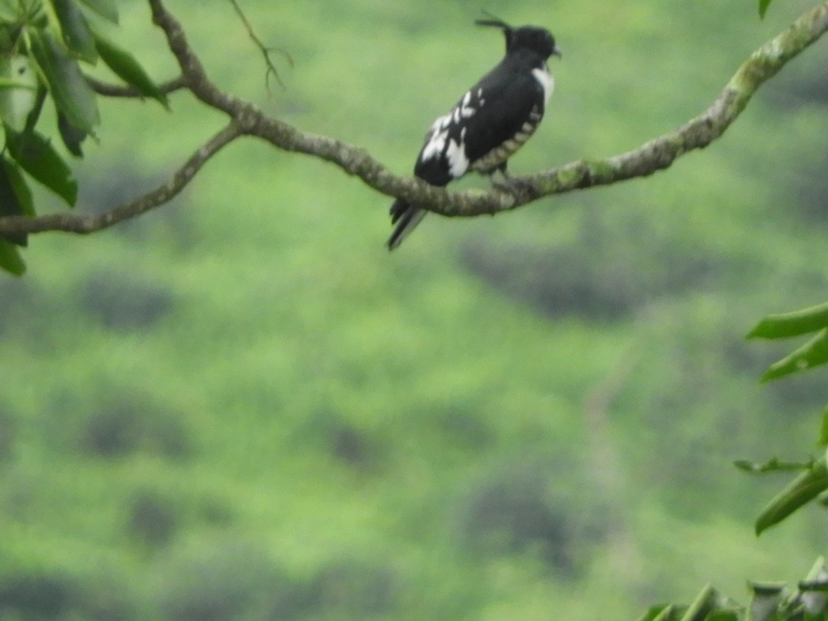 Black Baza - ML642853706