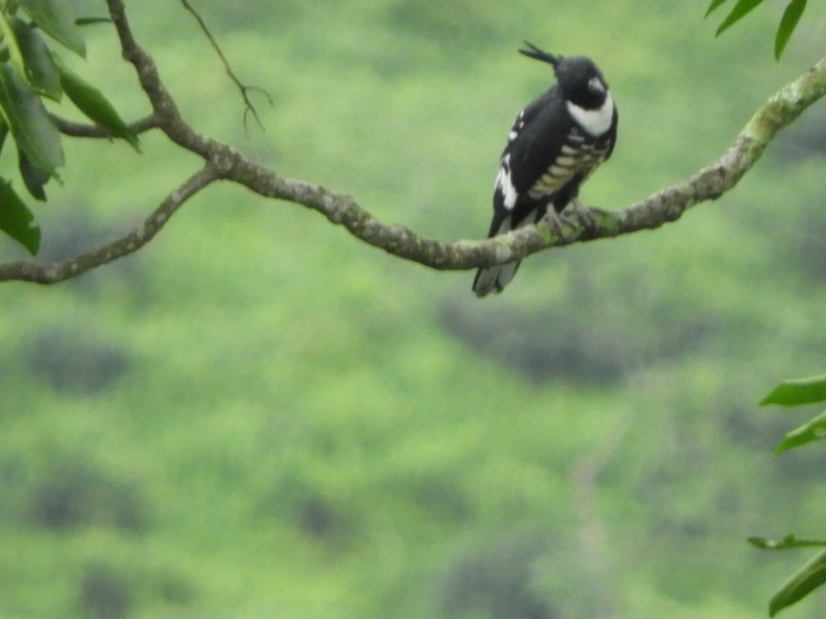 Black Baza - ML642853707