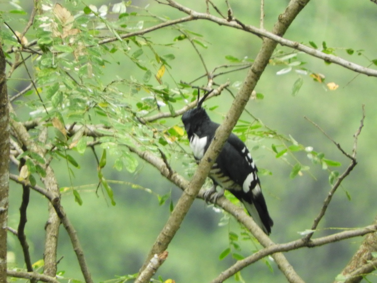 Black Baza - ML642853708