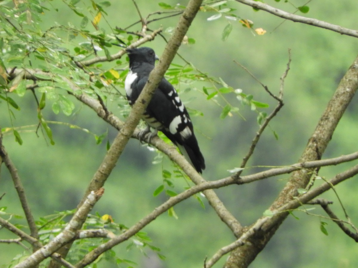 Black Baza - ML642853709