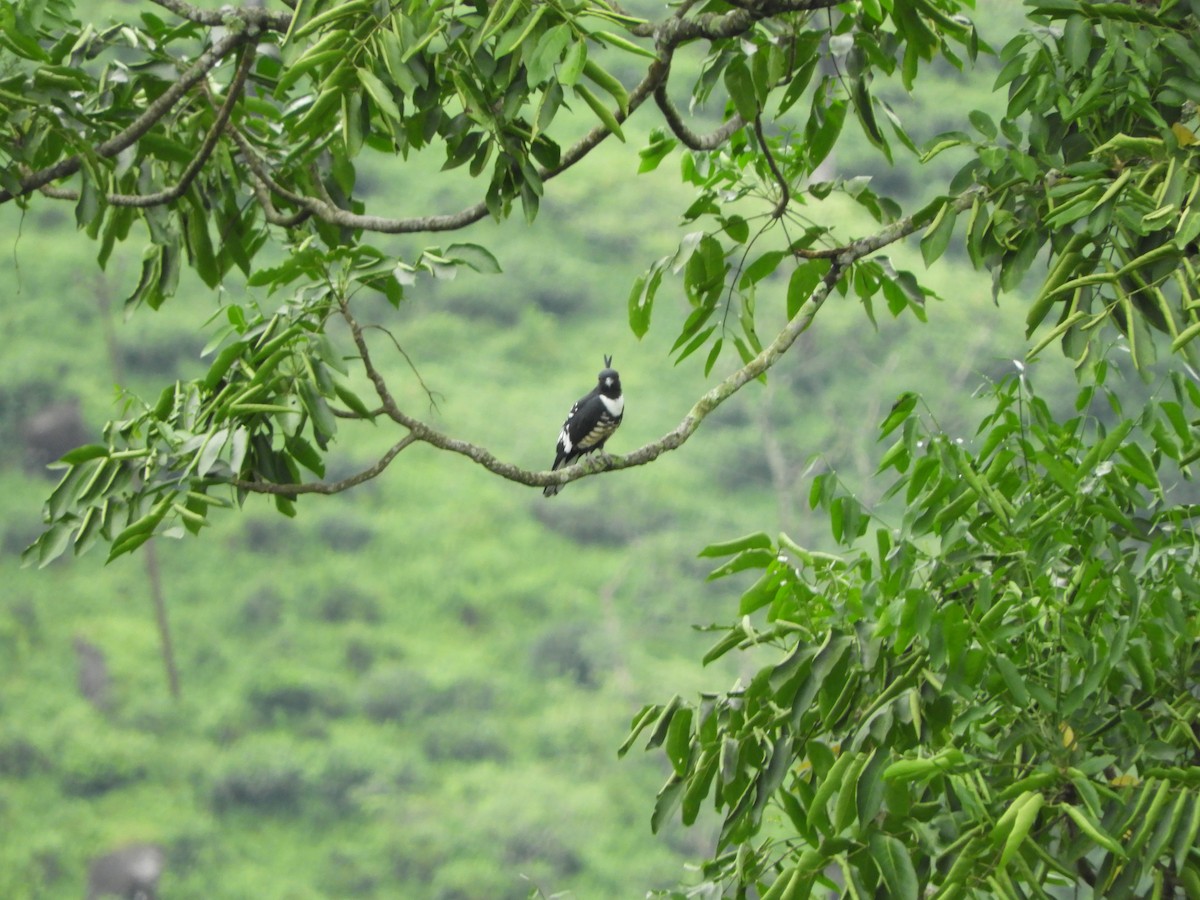 Black Baza - ML642853710