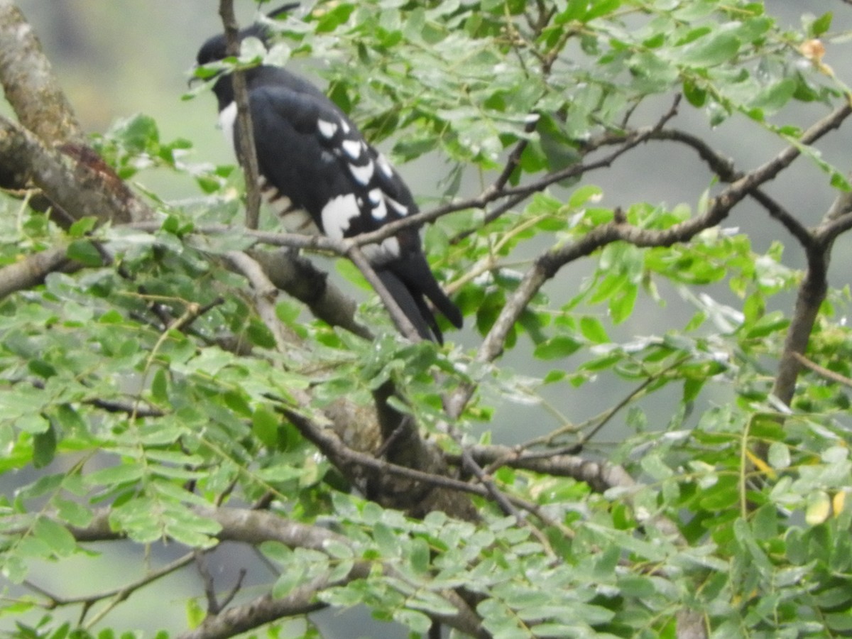Black Baza - ML642853711