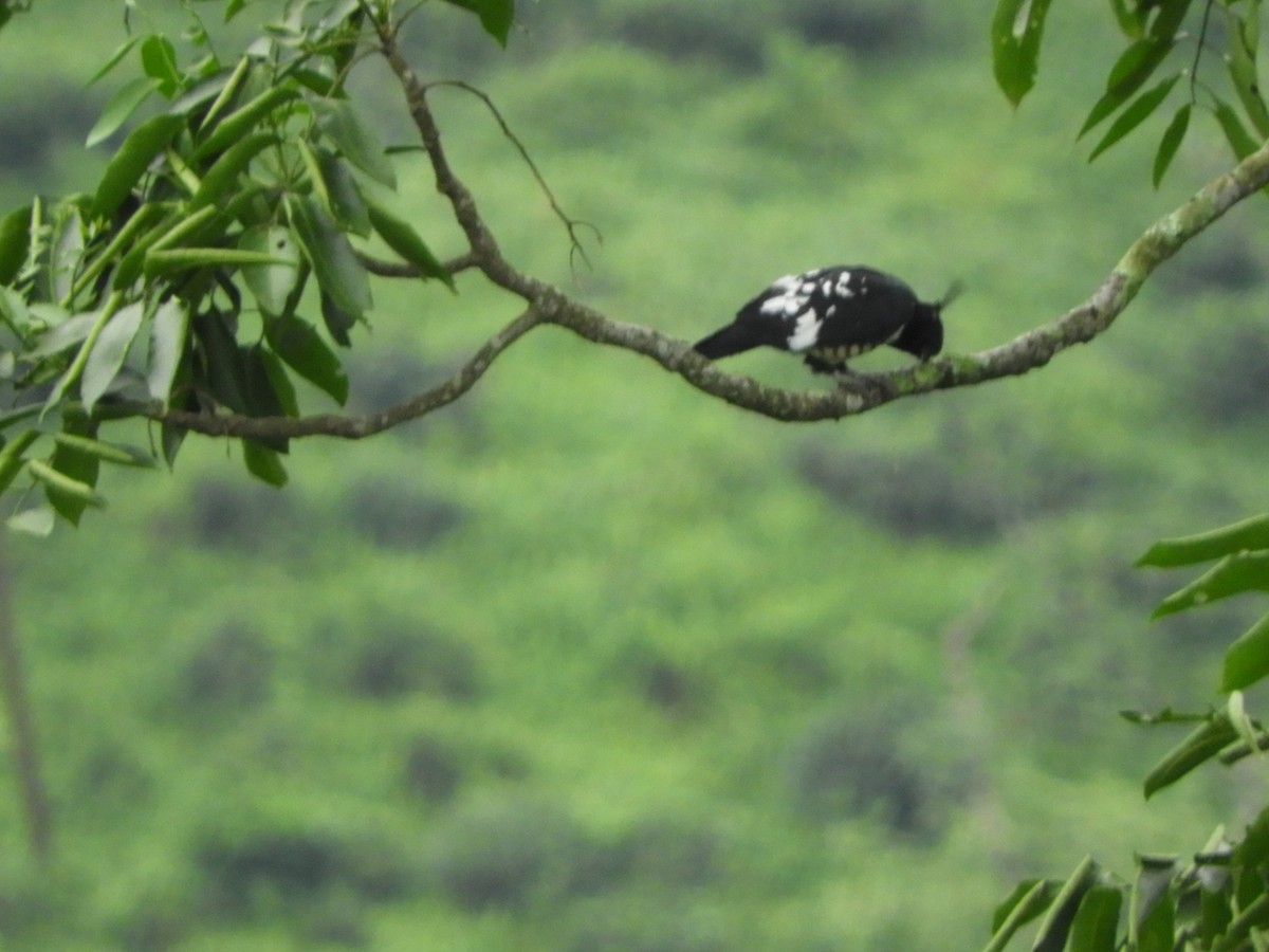 Black Baza - ML642853712