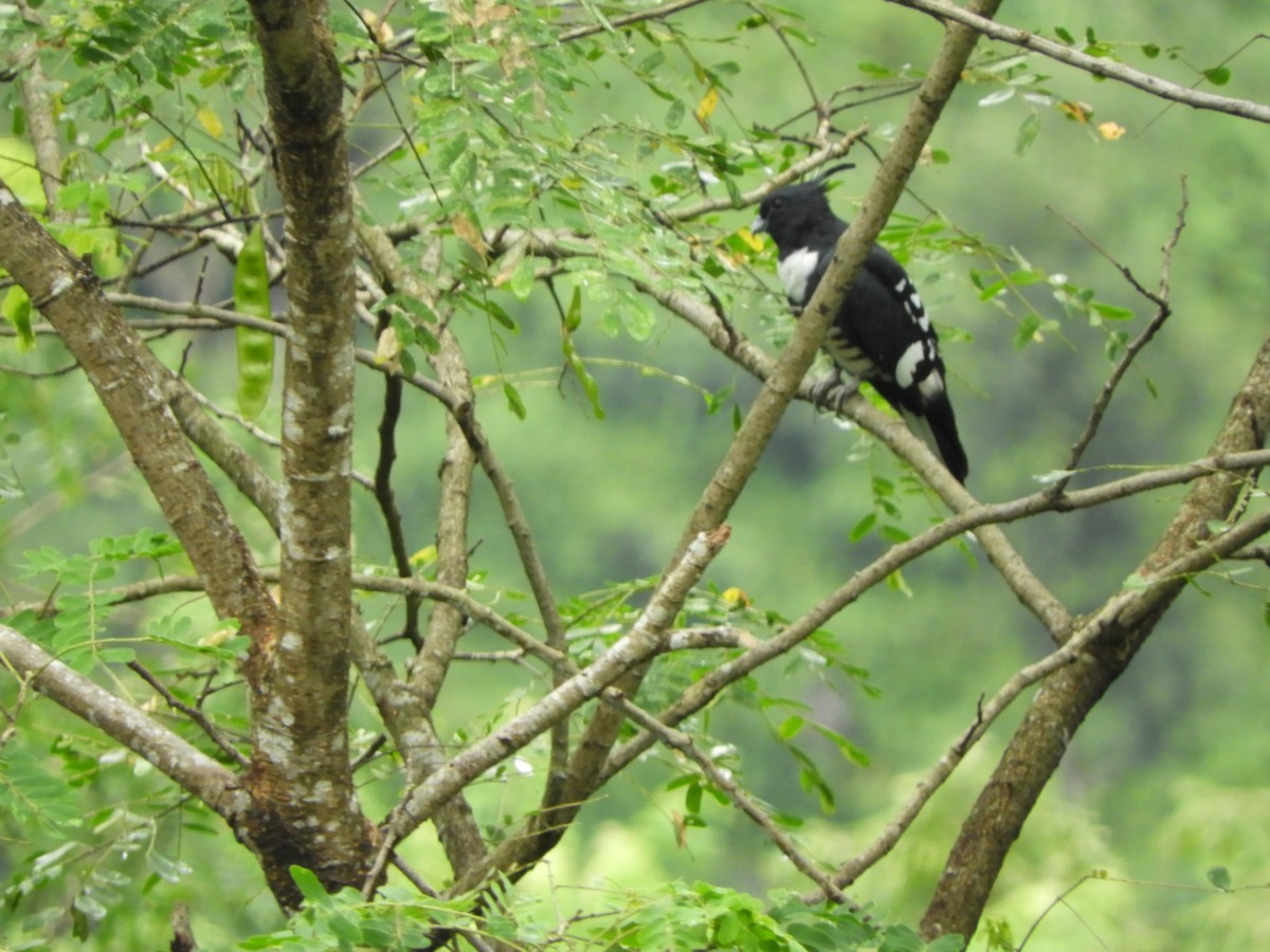 Black Baza - ML642853713