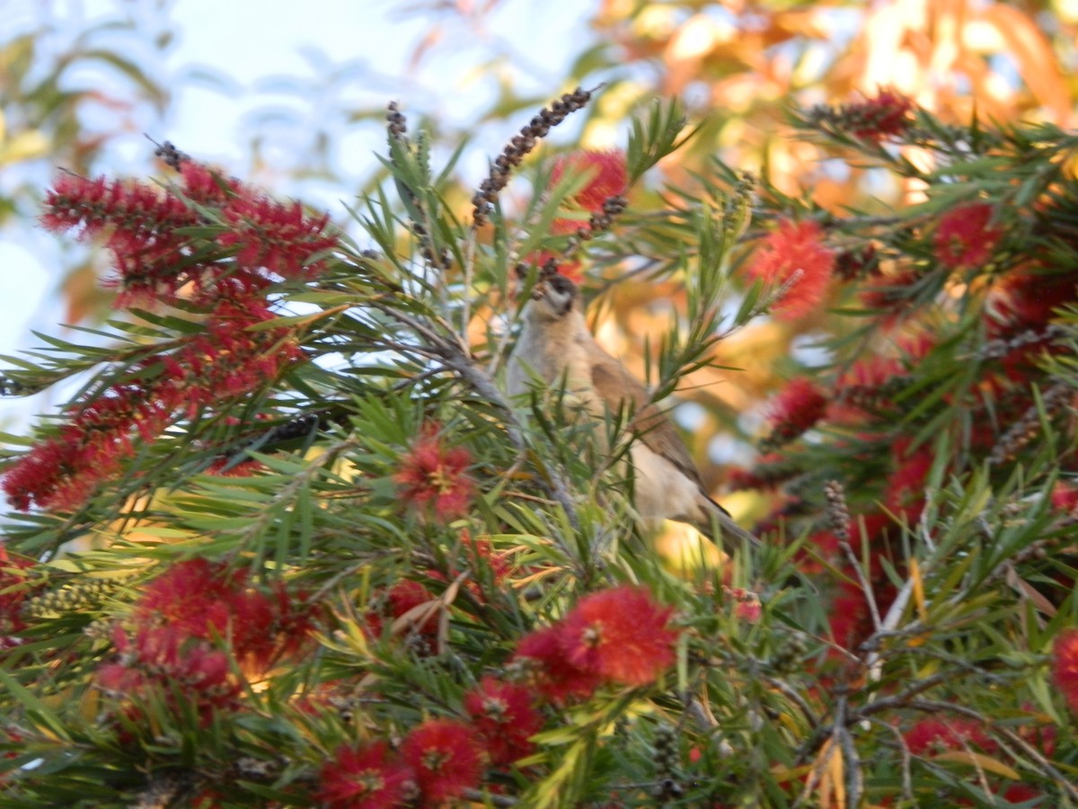 Little Friarbird - ML642853719