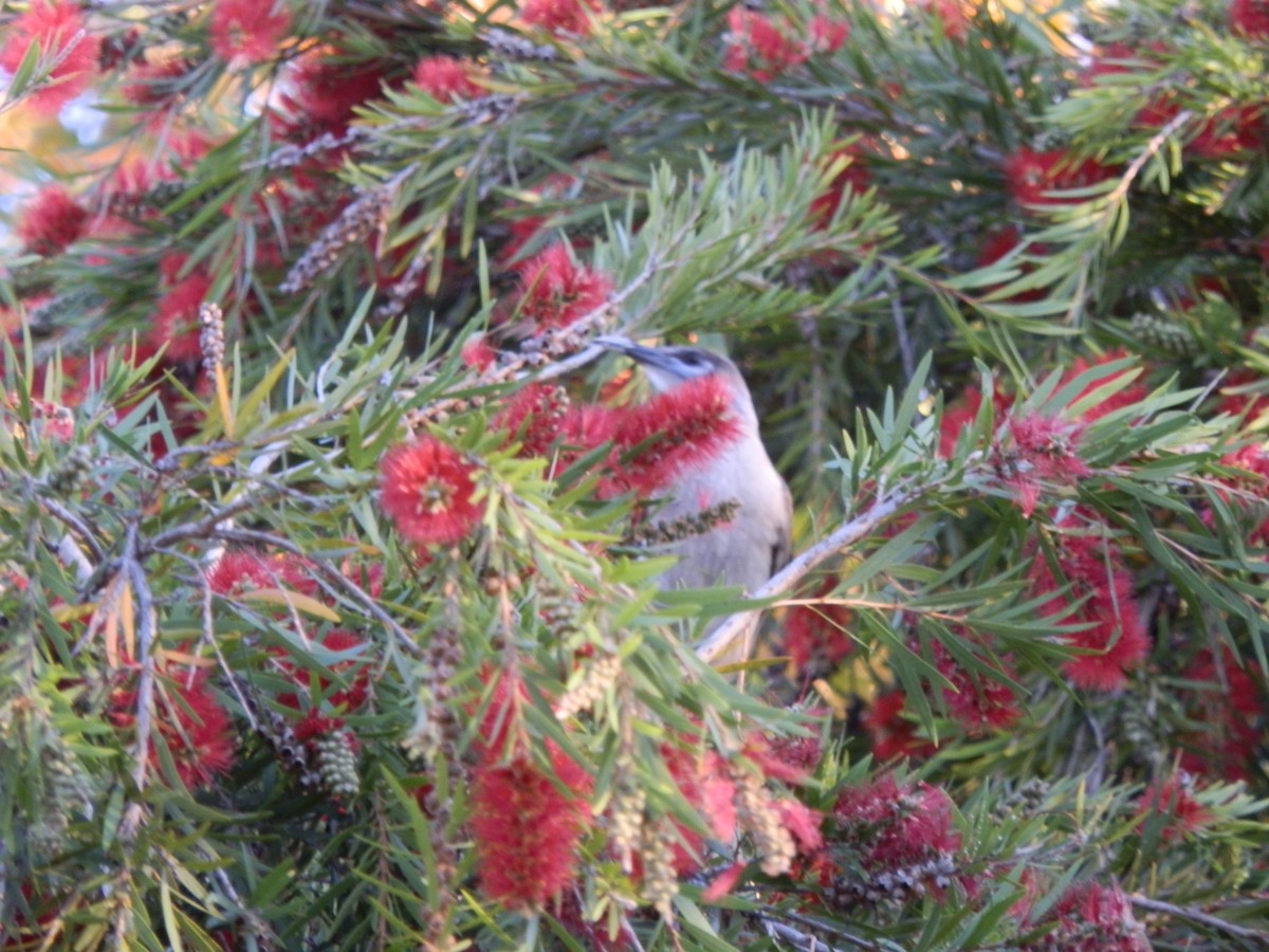 Little Friarbird - ML642853720