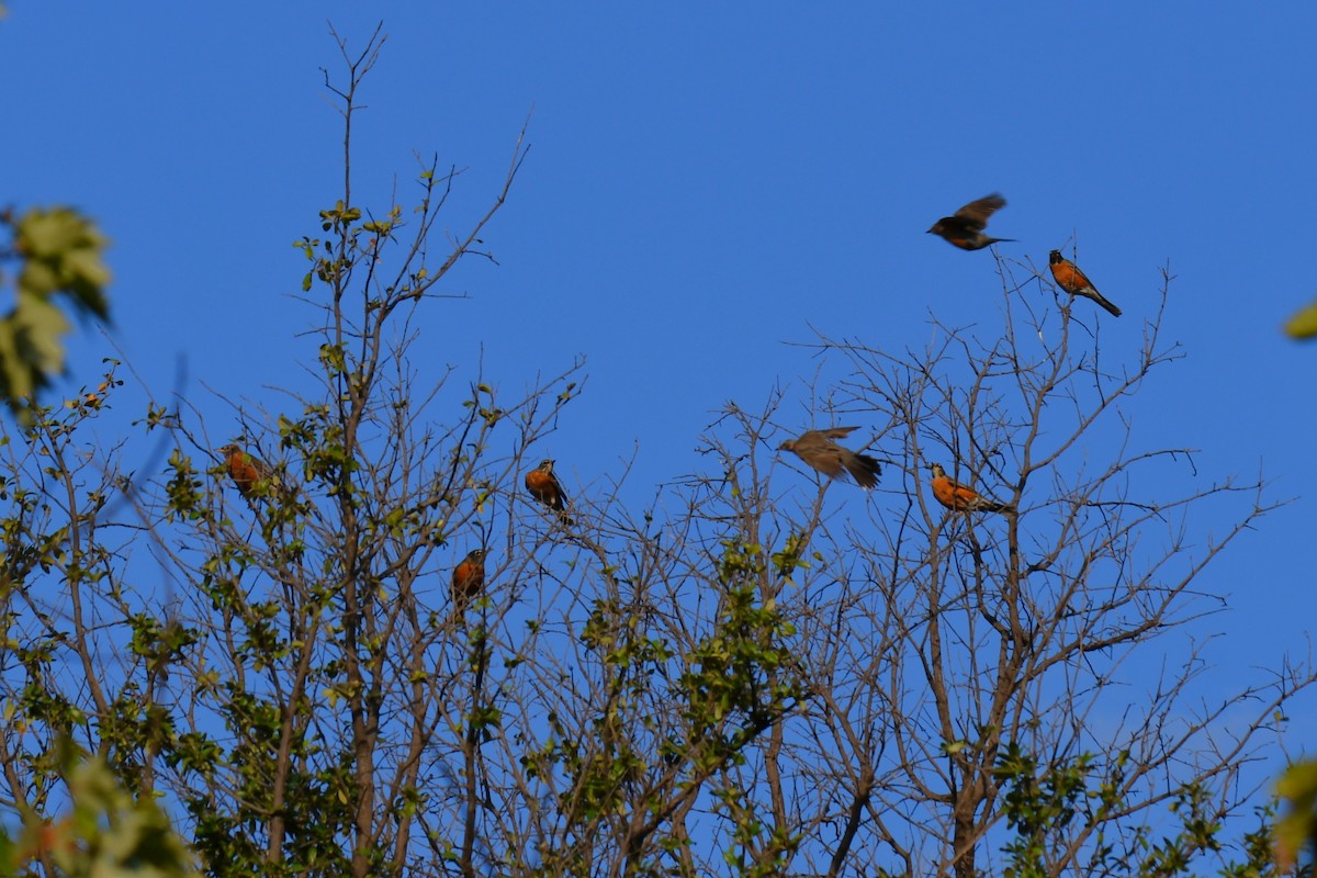 American Robin - ML642853723