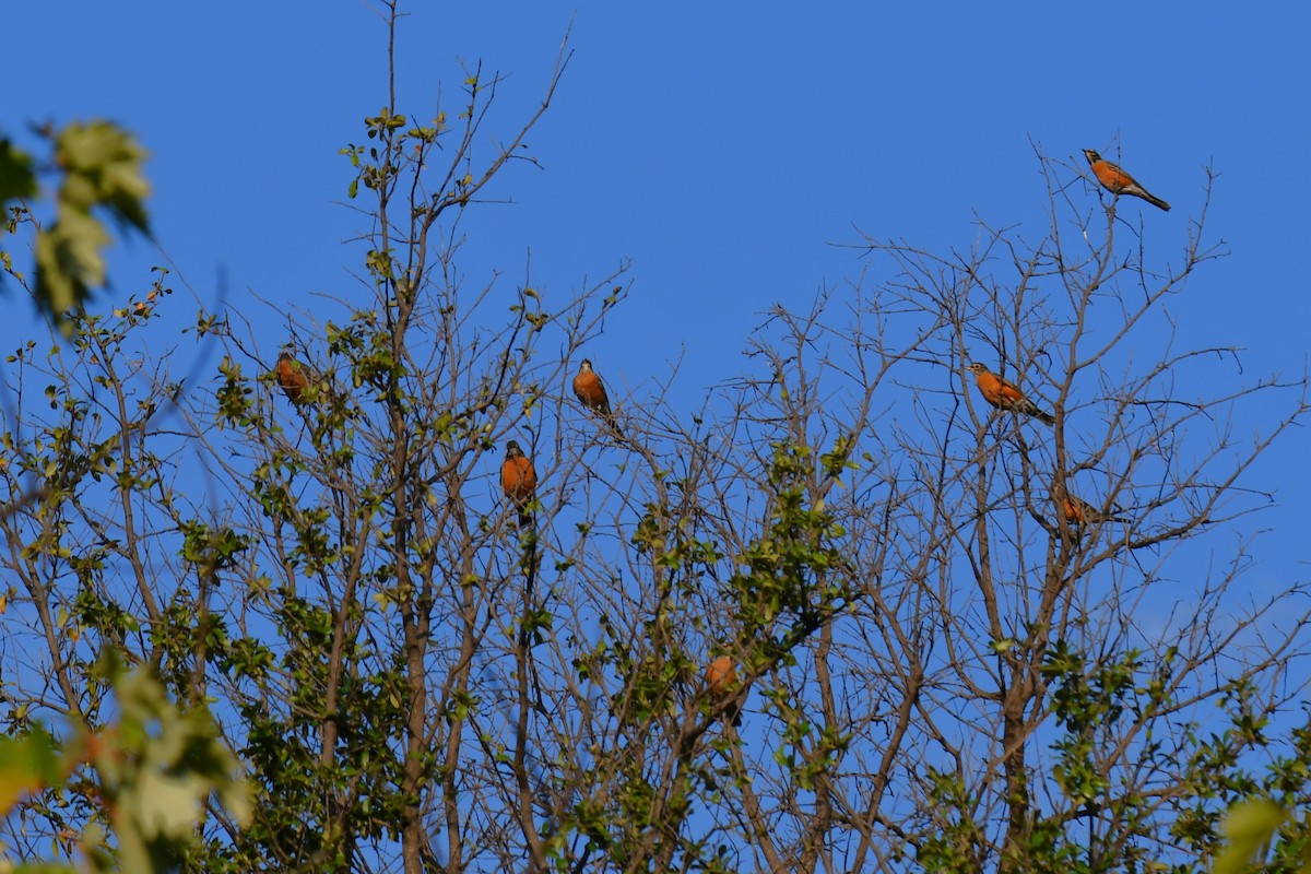 American Robin - ML642853725