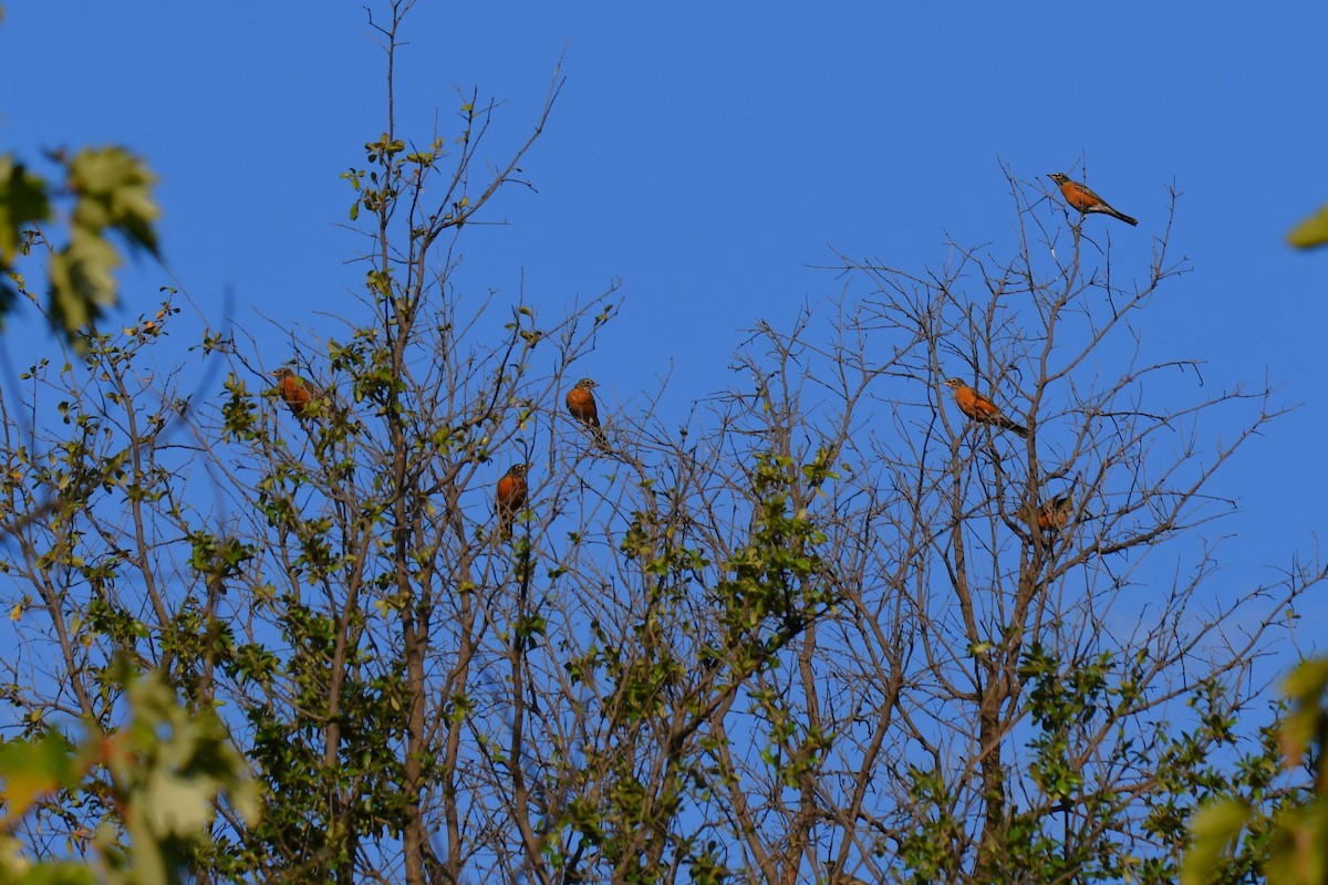 American Robin - ML642853728