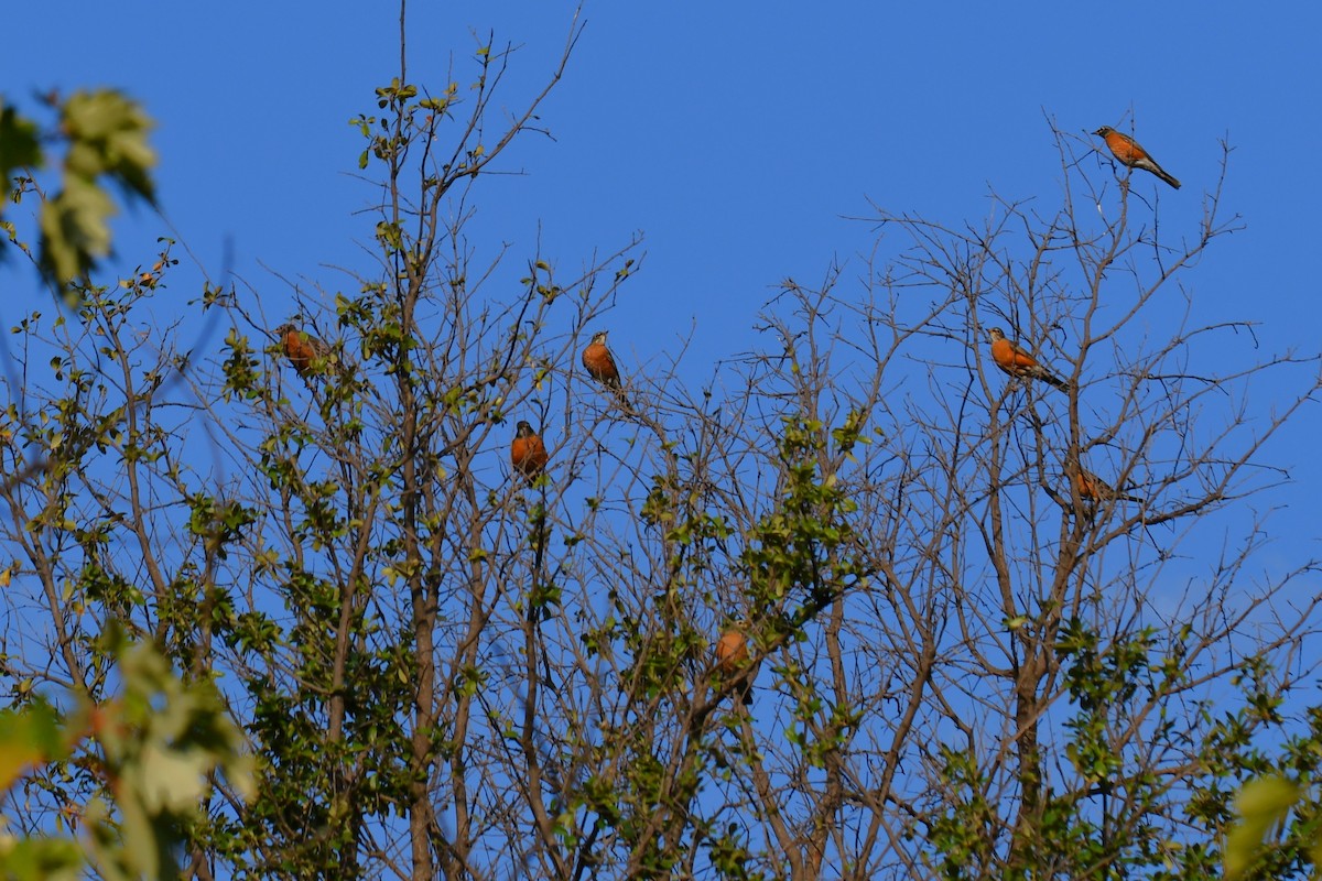 American Robin - ML642853729