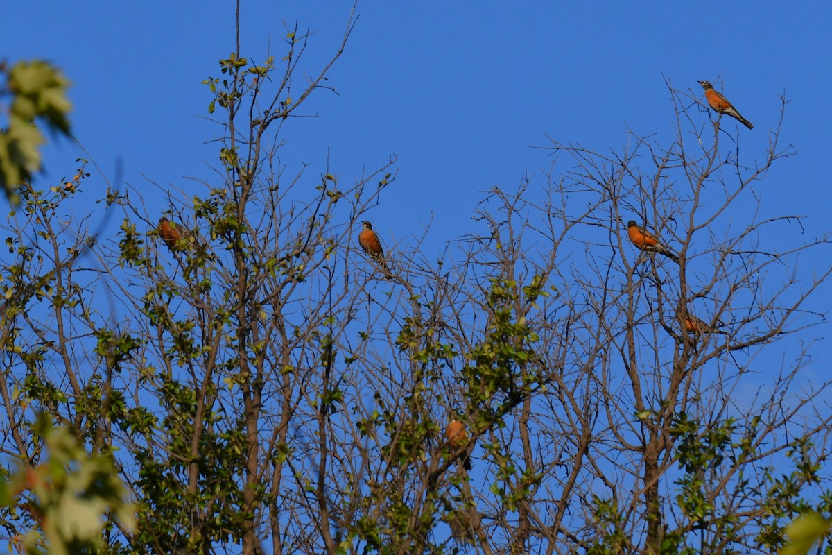 American Robin - ML642853731