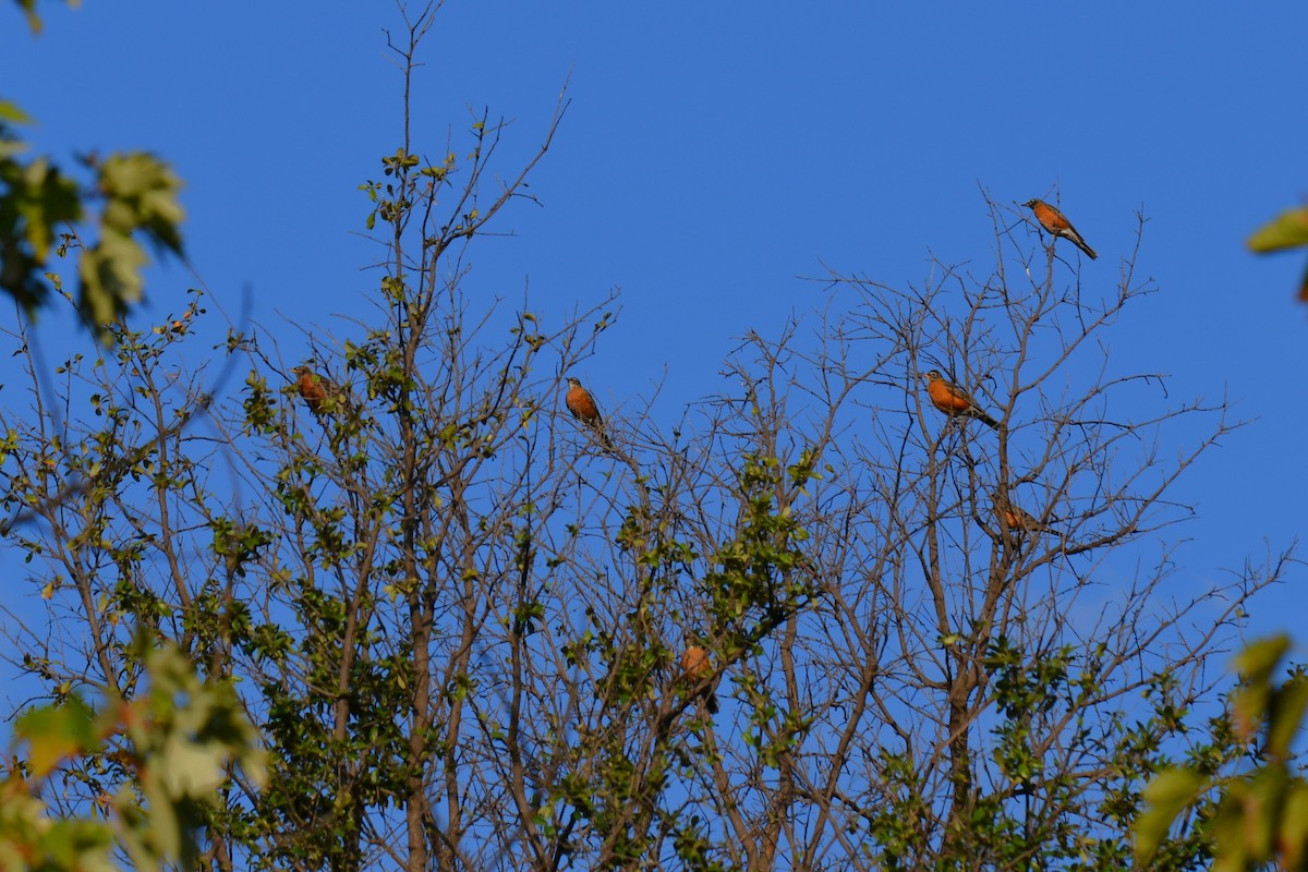 American Robin - ML642853732