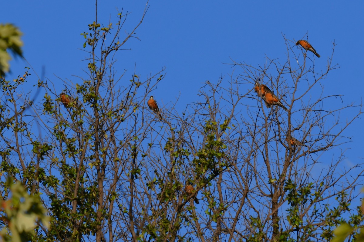 American Robin - ML642853733