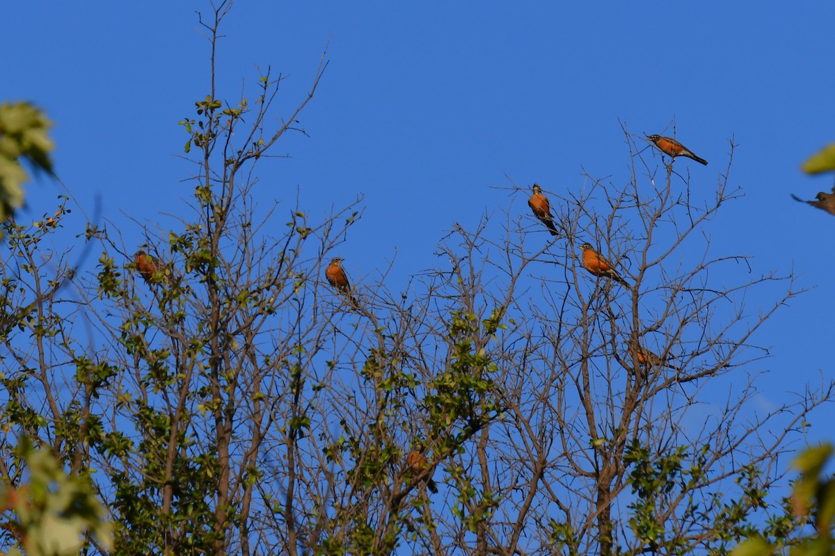 American Robin - ML642853734