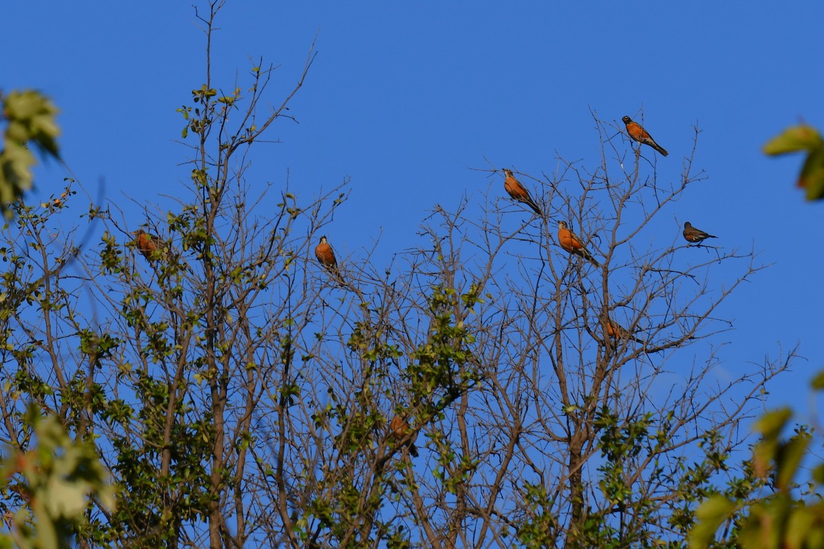 American Robin - ML642853735
