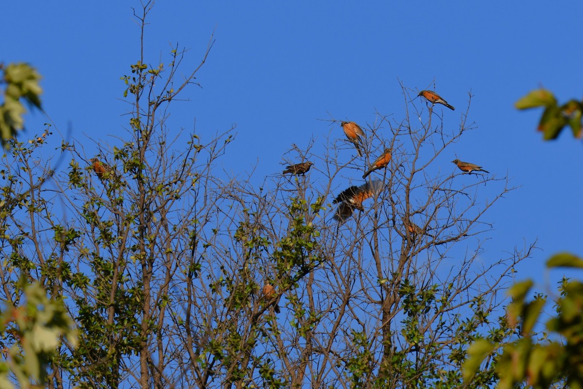 American Robin - ML642853736
