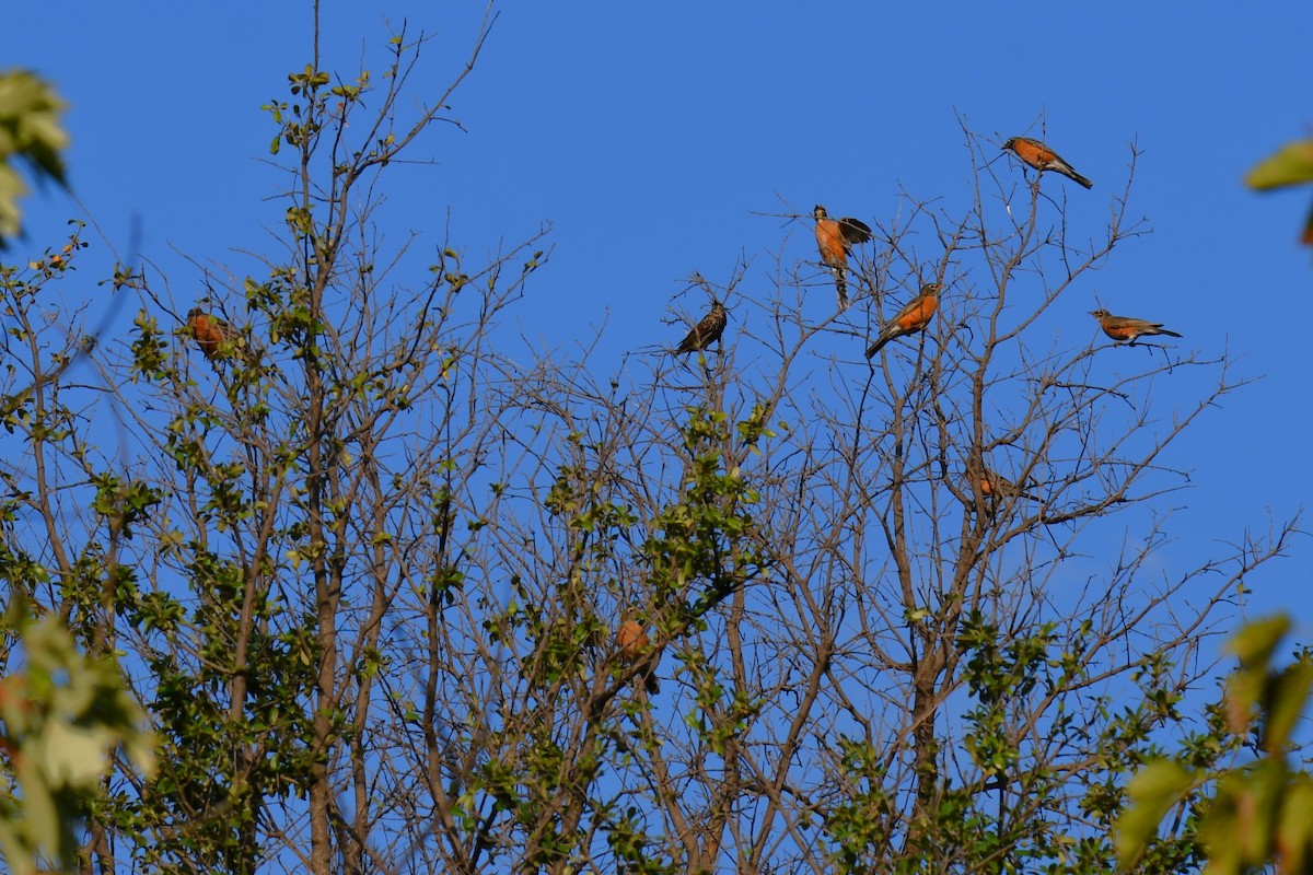 American Robin - ML642853737