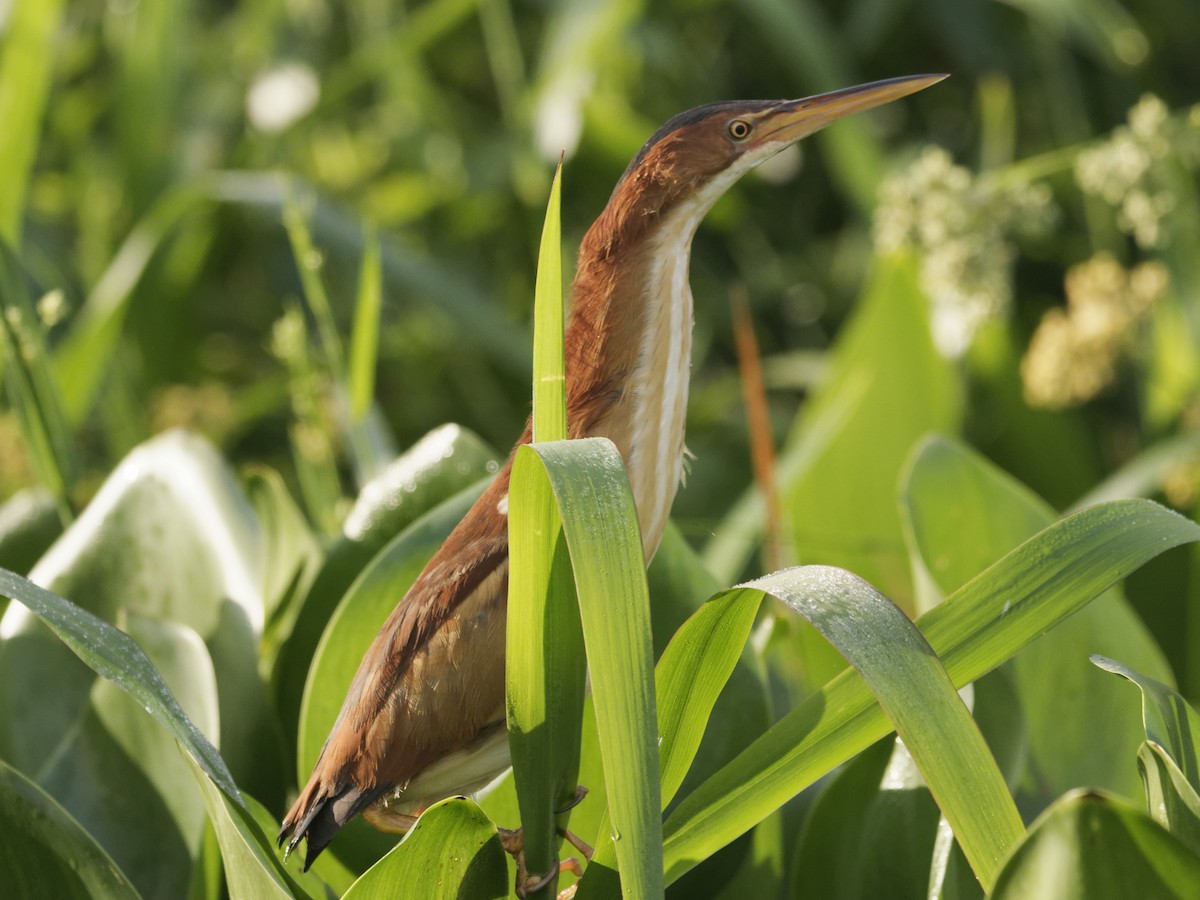 Least Bittern - ML642853739