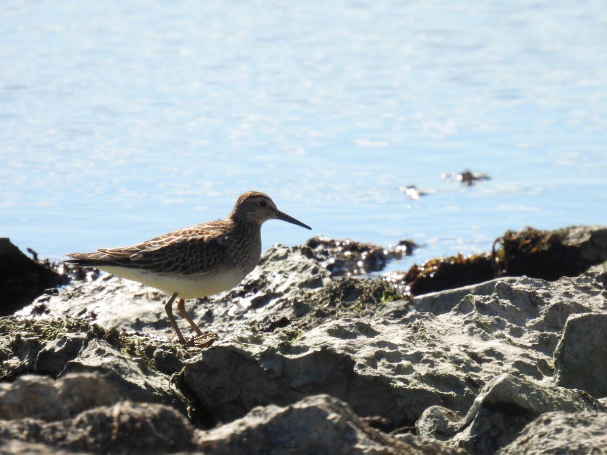 Pectoral Sandpiper - ML642853740
