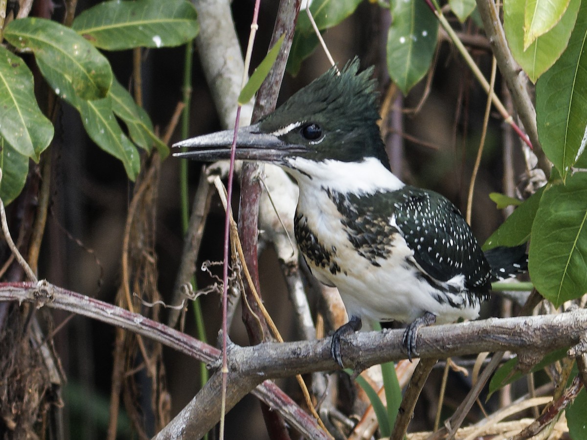 Amazon Kingfisher - ML642853741