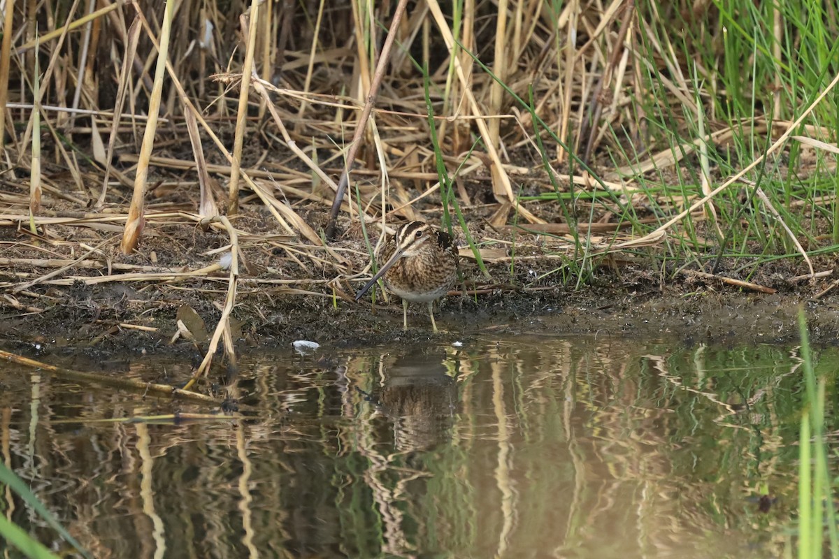 Common Snipe - ML642853743