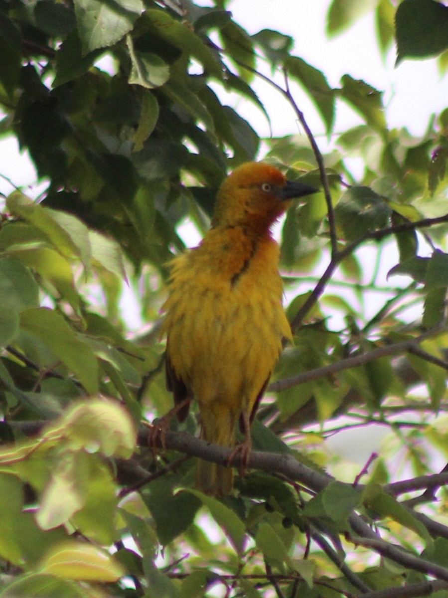 Cape Weaver - ML642853744
