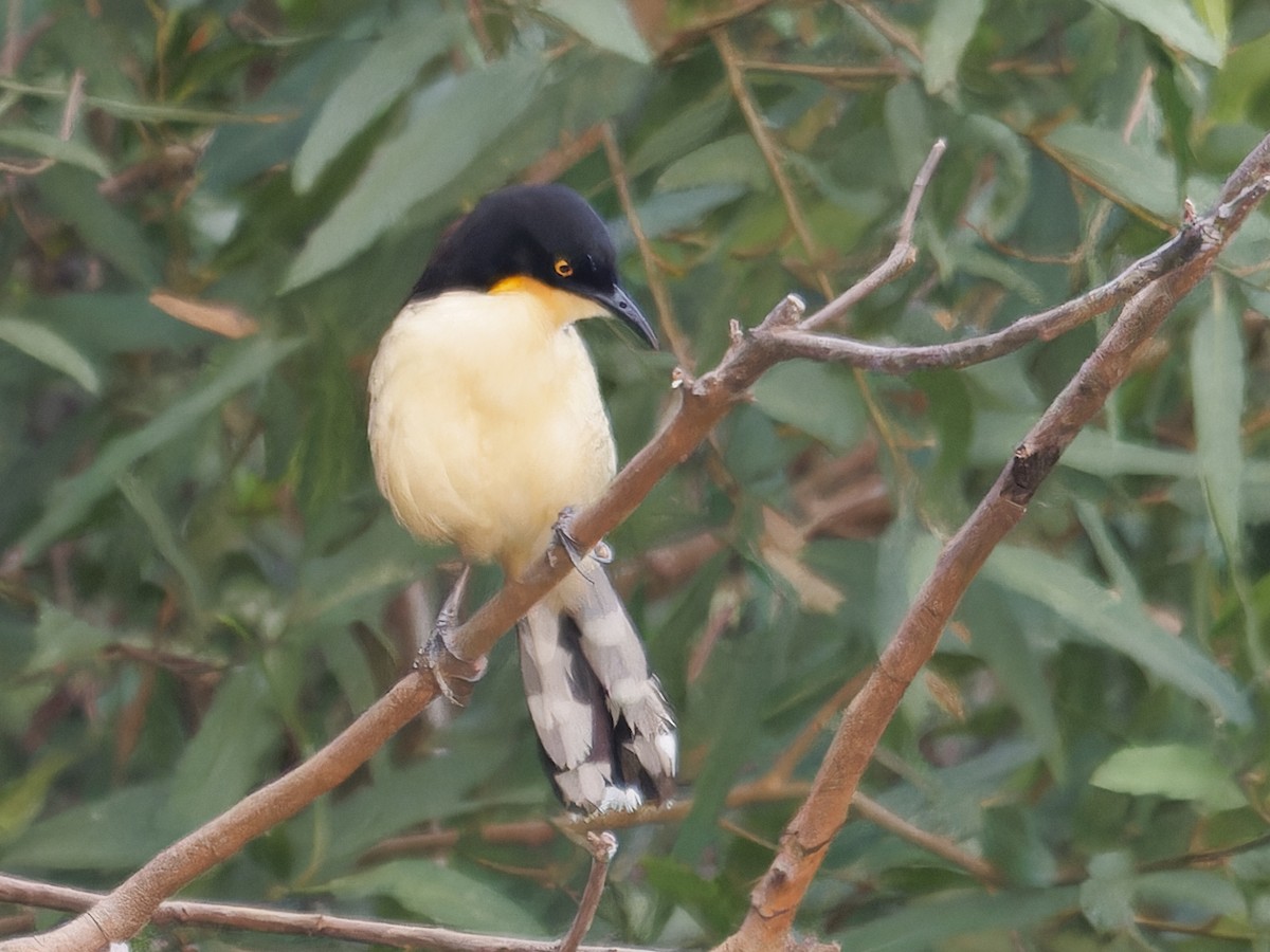 Black-capped Donacobius - ML642853745