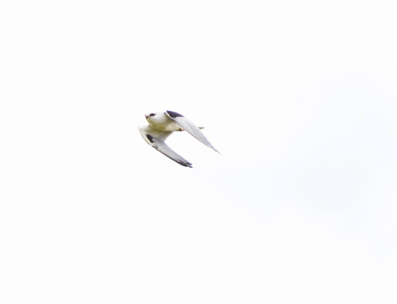 Black-shouldered Kite - ML642853746