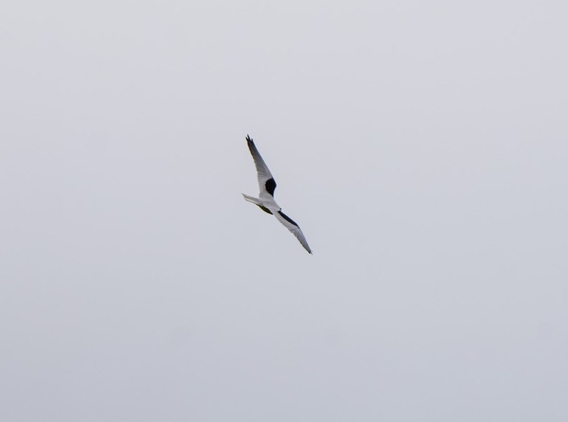 Black-shouldered Kite - ML642853747