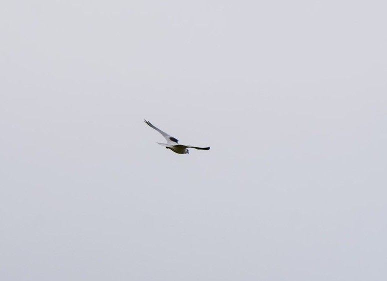 Black-shouldered Kite - ML642853748