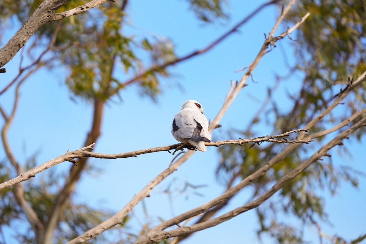 Black-shouldered Kite - ML642853763
