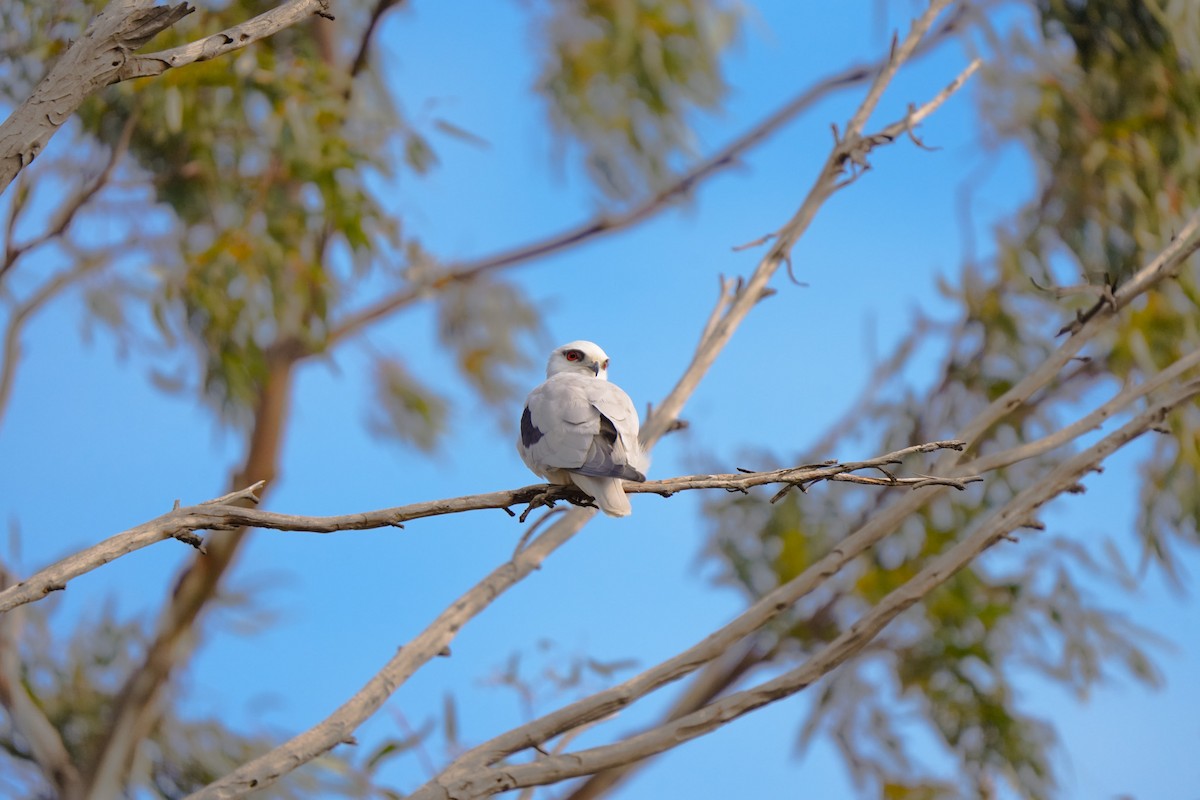 Black-shouldered Kite - ML642853764