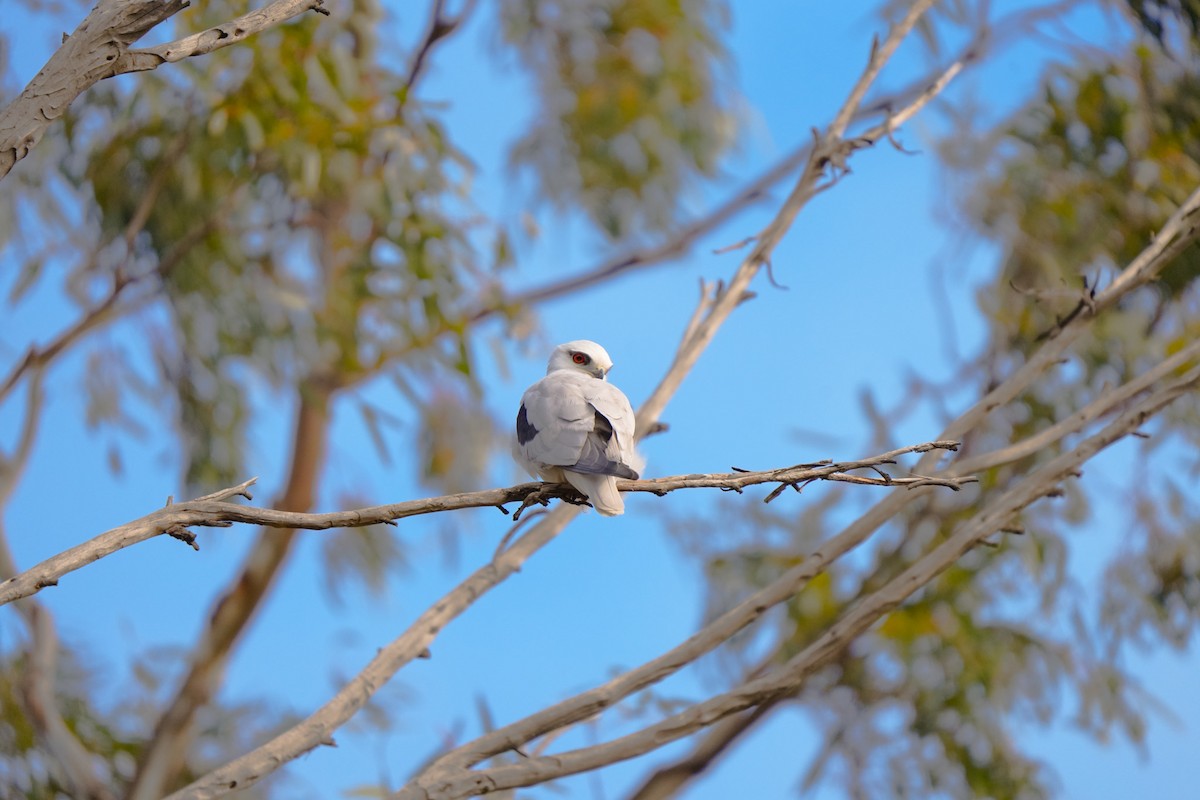 Black-shouldered Kite - ML642853765
