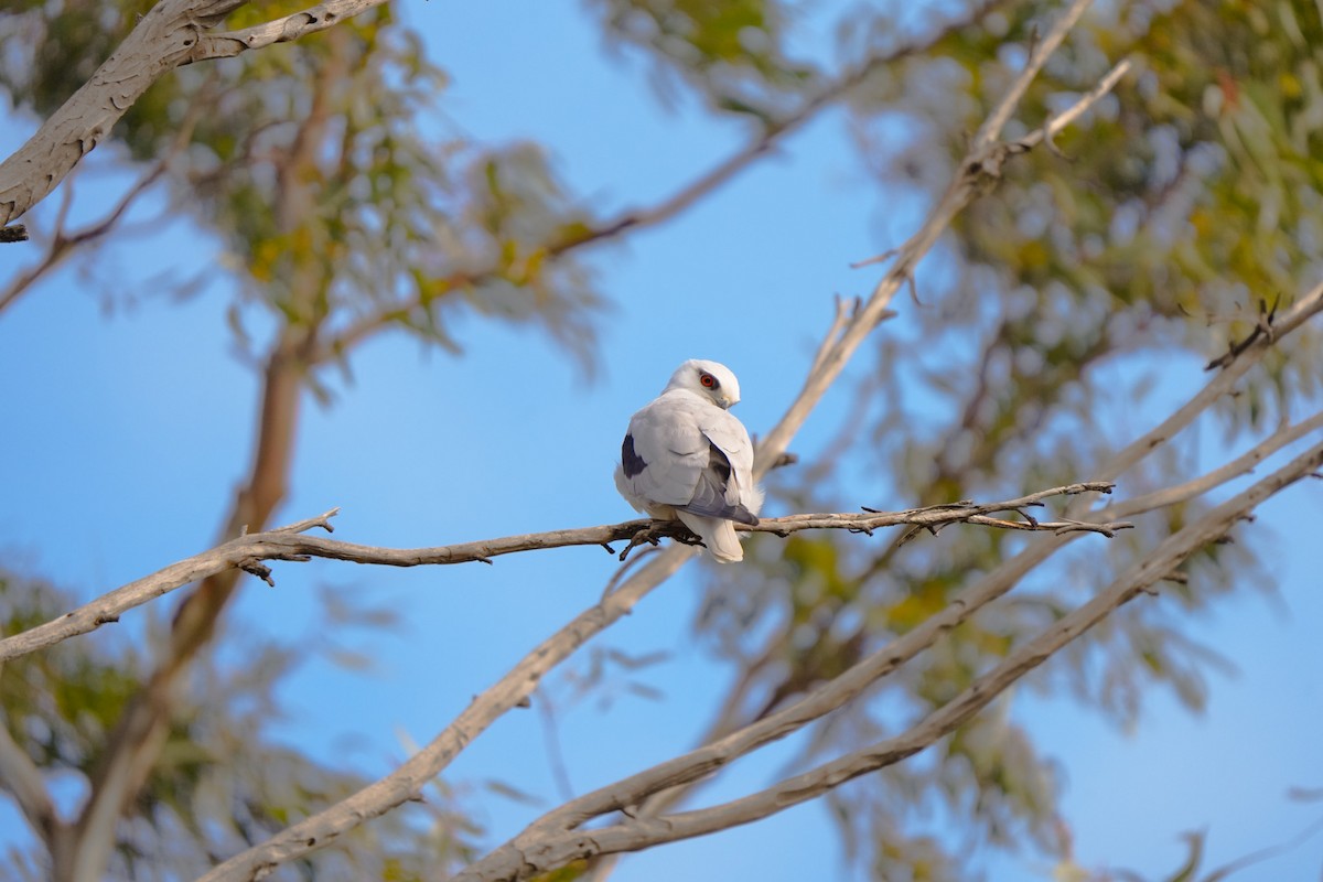 Black-shouldered Kite - ML642853766