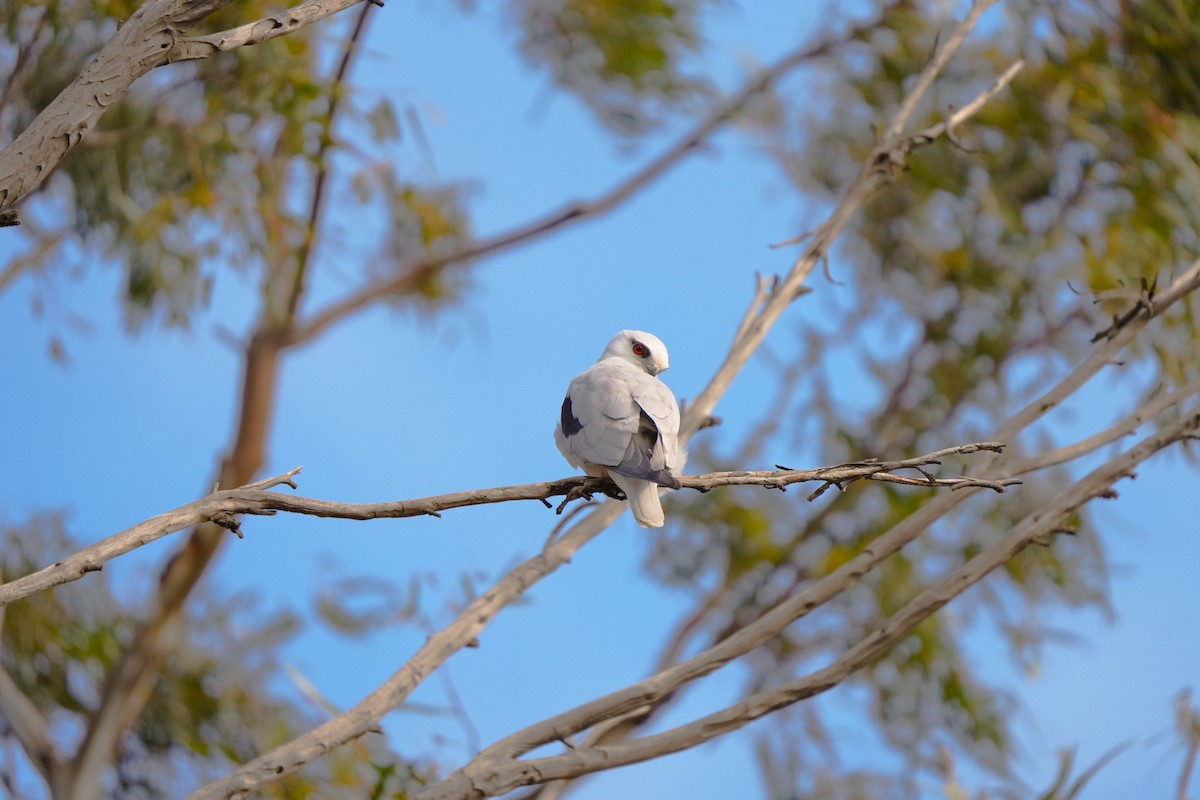 Black-shouldered Kite - ML642853767