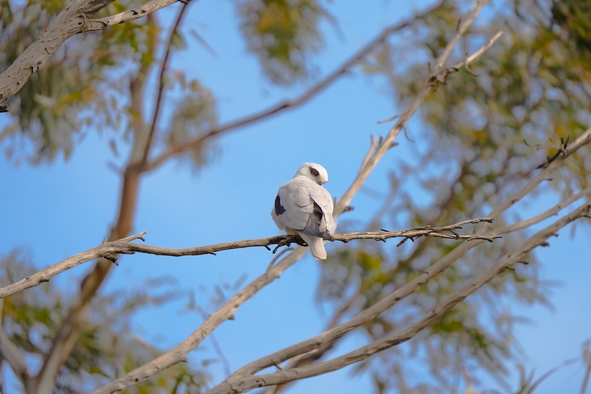 Black-shouldered Kite - ML642853768