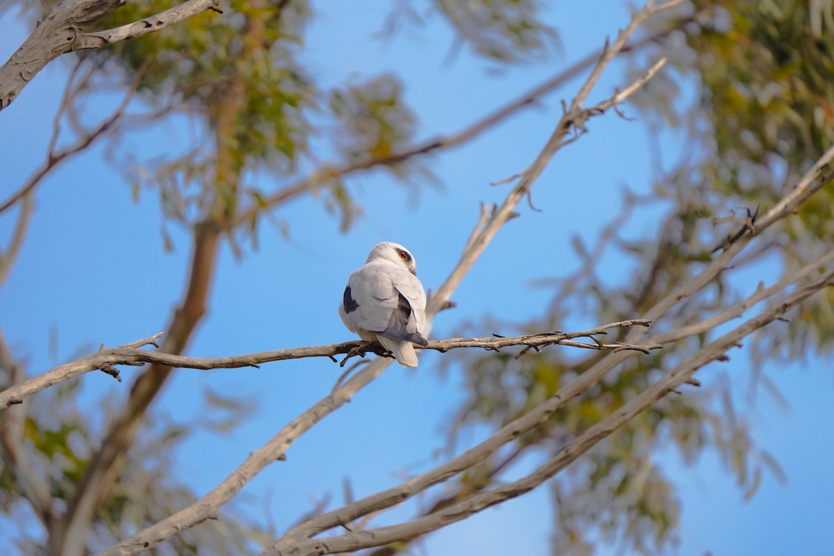 Black-shouldered Kite - ML642853769