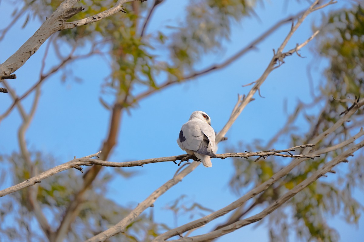 Black-shouldered Kite - ML642853770