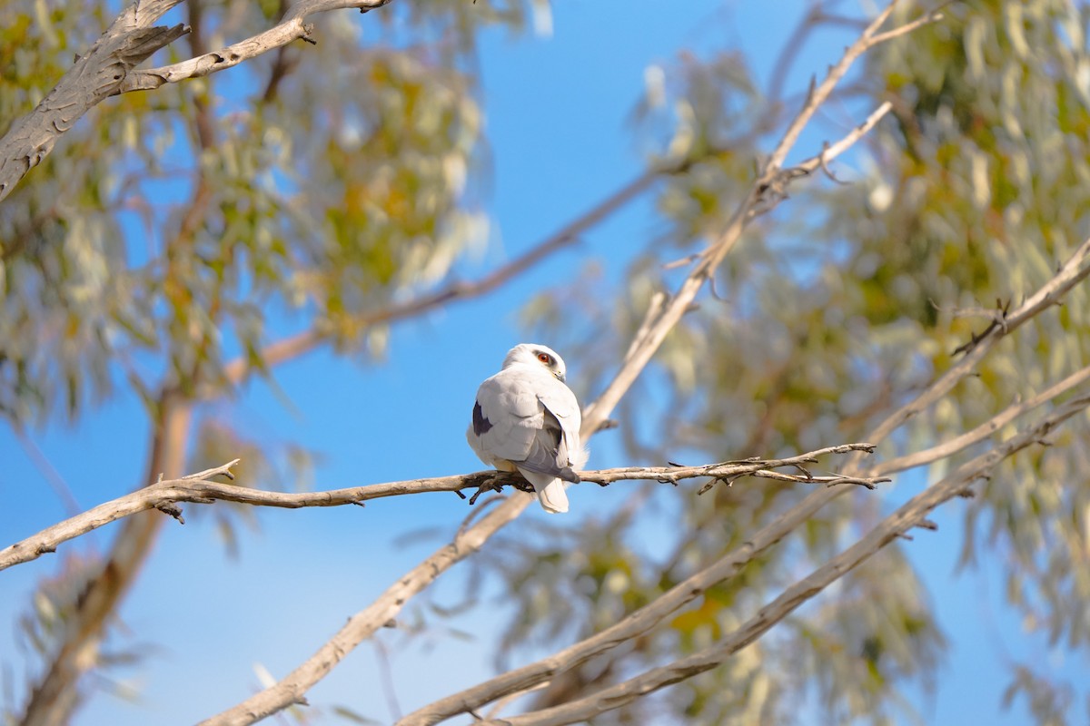 Black-shouldered Kite - ML642853771