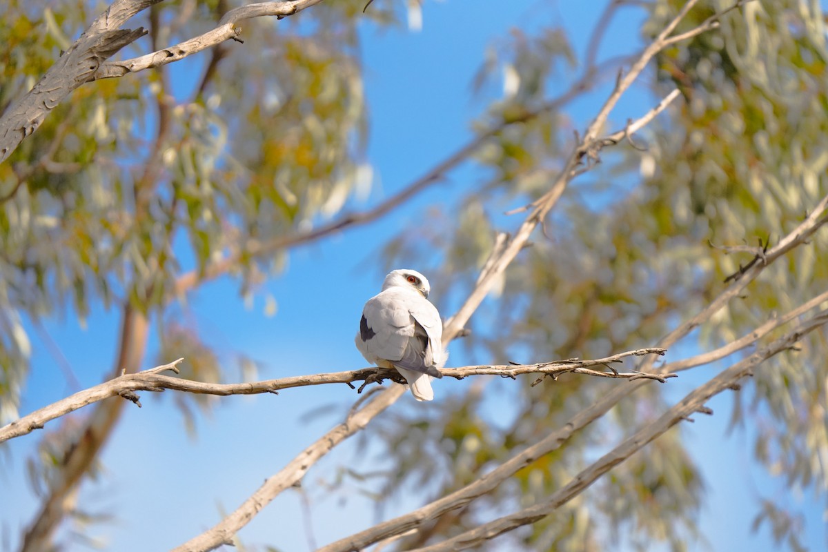 Black-shouldered Kite - ML642853772