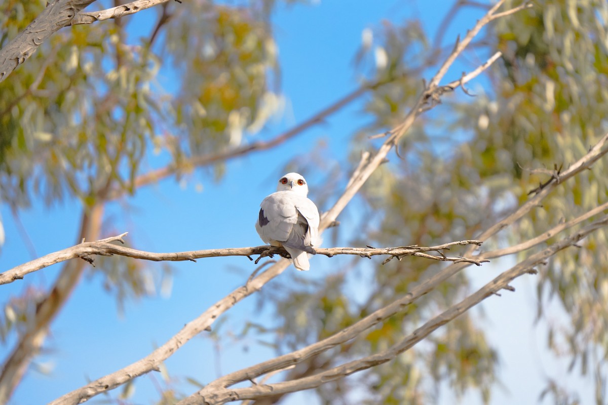 Black-shouldered Kite - ML642853774