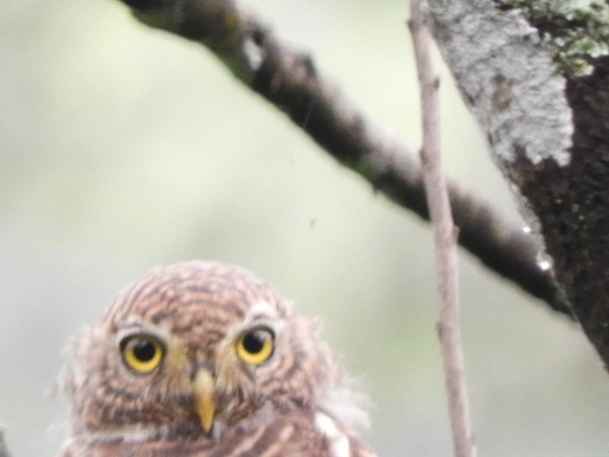 Asian Barred Owlet - ML642853787